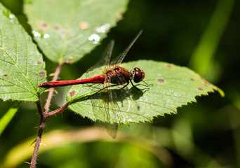 Common Darter Dragonfly on Leaf