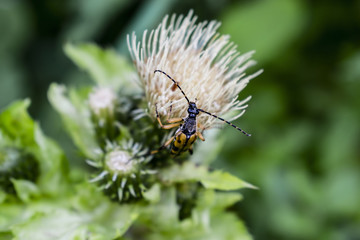 Close-Up Of Yellow And Black Longhorn Beetle Or Rutpela Maculata Eating Pollen On White Thistle