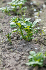 Seedling field