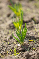 Seedling field