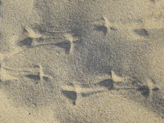 impronte di uccello tortora sulla sabbia