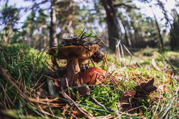 group of wild mushrooms in a forest