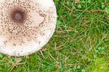 Shapely parasol mushroom on green grass top view background