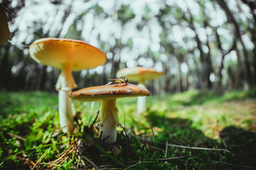 group of wild mushrooms in a forest