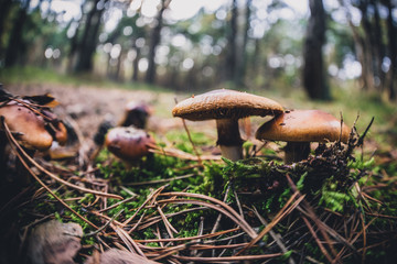 group of wild mushrooms in a forest