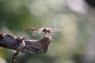 Libellule
