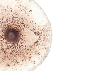 Shapely parasol mushroom top view isolated on white background © lukszczepanski