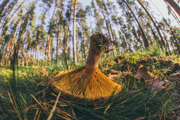 wild mushroom upside down
