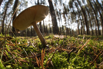 Lonely wild mushroom in a forest