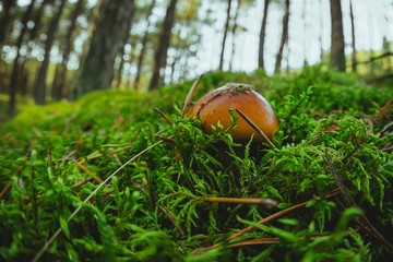 Lonely wild mushroom in a forest