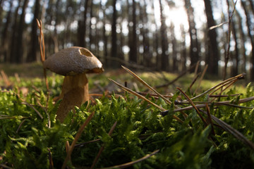 Lonely wild mushroom in a forest