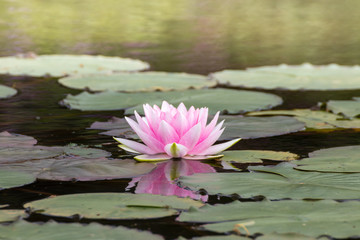 睡蓮の花