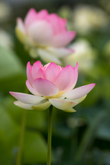 Obraz premium 蓮の花