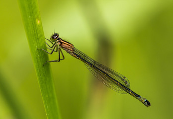 Female Blue-tailed Damselfly