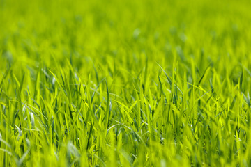 Fototapeta premium 水田と田舎道