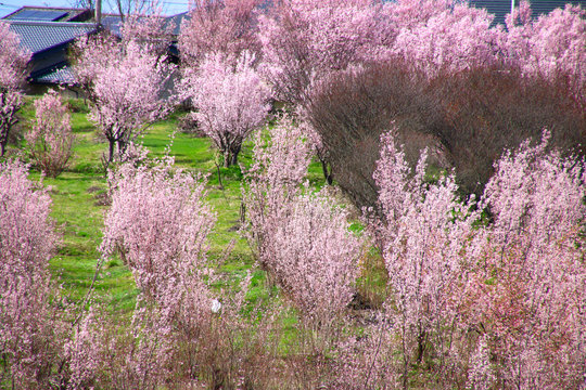 花木団地の桜（郡山市）