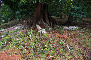 Beautiful green park in Dambulla