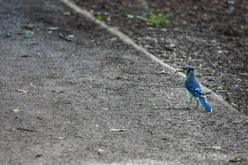 blue jay with a peanut in his beak