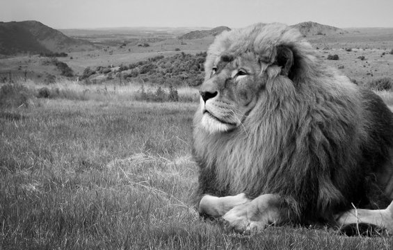 Amazing photo of an African lion in a National Park. Creative artwork. Wonderful image of African wildlife. Sweet memories of travel to Africa. Post card. Retro. Black White photography