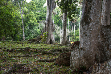 Beautiful green park in Dambulla