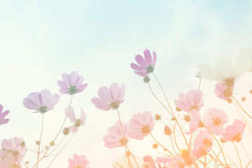 Pink wild flowers against the background of the sky, bottom view, toned. Flower background, soft...