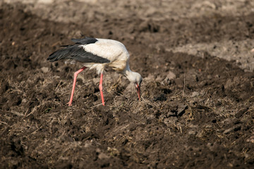 Stork hunts in the soil