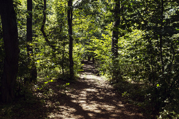 Diminishing Perspective Of Dirt Road Surrounded By Forest During Summer