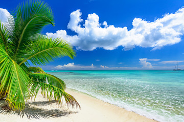 Palm Ocean Sky