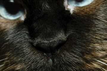 Extreme Close-Up Of Birman Cat Nose