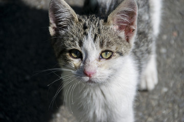 Portrait Of Friendly Mixed-Breed Kitten Looking At Camera