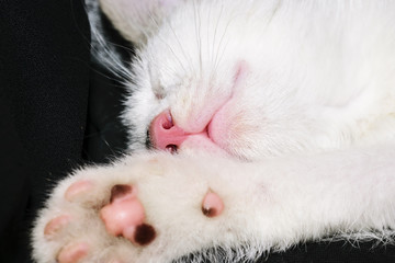 Naklejka premium Extreme Close-Up Of Adorable Sleeping White Kitten