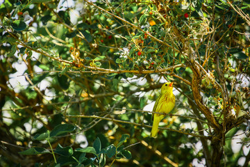 yellow bird in a tree