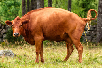 Brown cow urinating while looking at you.