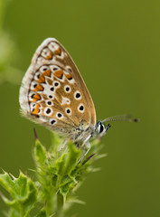 Fototapeta na wymiar Common Blue Butterfly on a Thistle