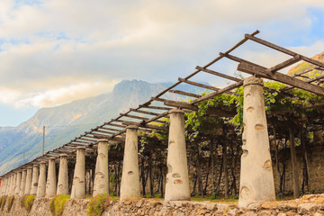 the typical agricultural architecture of the vineyards of Carema, in Piedmont, Italy/ pylons, stone and lime columns and chestnut poles support the pergola of rows of grapes