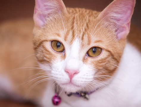 Gato
