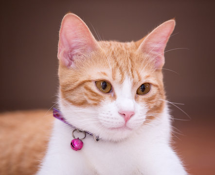 Gato
