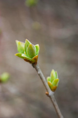 blooming tree bud