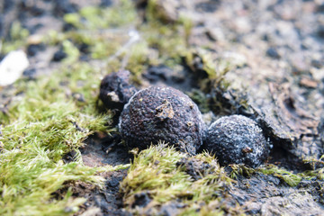 Extreme Close-Up Of Beech Woodwart Fungi Hypoxylon Fragiforme Surrounded By Green Moss And Mould