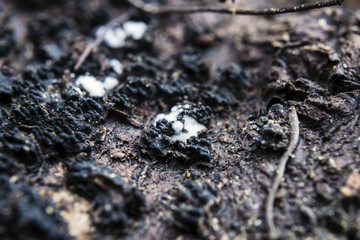 Extreme Close-Up Of White Slime Mould Growing On Tree Bark