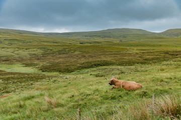 Fototapeta premium cows pastures in Scotland grasslands