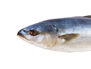 Tuna fresh fish isolated on a white background