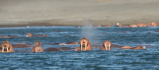 Walrus at Dezneva Bay, Russian Far East