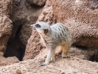 Fototapeta premium African Meerkat wild animal sitting in the sun and watching in allert.