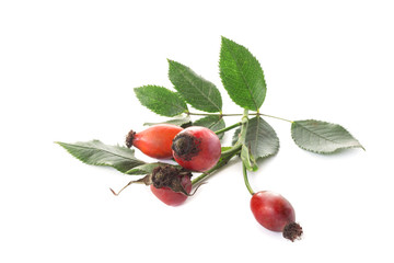 a small branch of wild mature hips with berries close