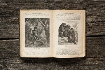 Ancient school book of natural science (printed in 1906) with monkey illustrations, on wooden table.