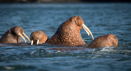 Walrus at Dezneva Bay, Russian Far East