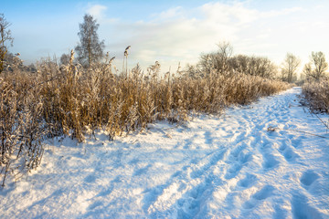 Scenic winter landscape with snow on path in the park and blue sky, white christmas concept