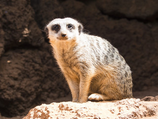 African Meerkat wild animal sitting in the sun and watching in allert.