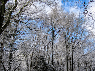 Trees in the snow